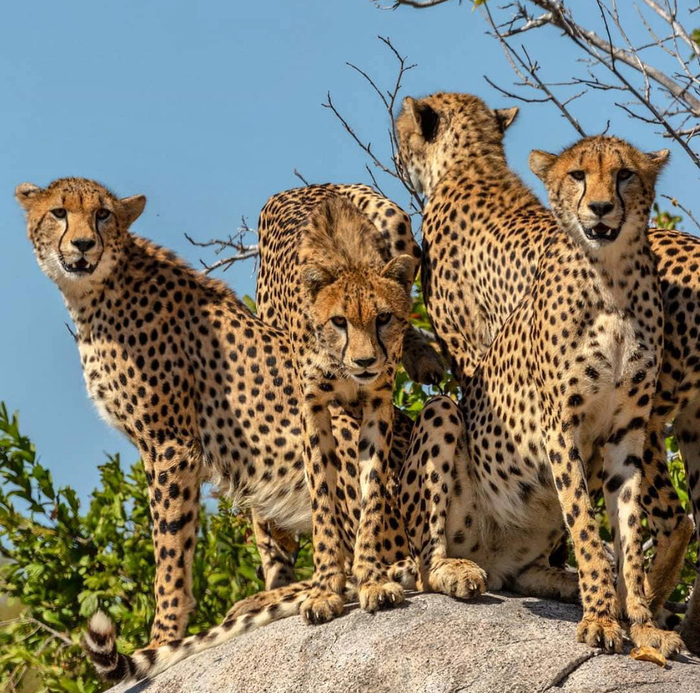 5DAYS BUDGET CAMPING SAFARI TO TARANGIRE |SERENGETI AND NGORONGORO CRATER