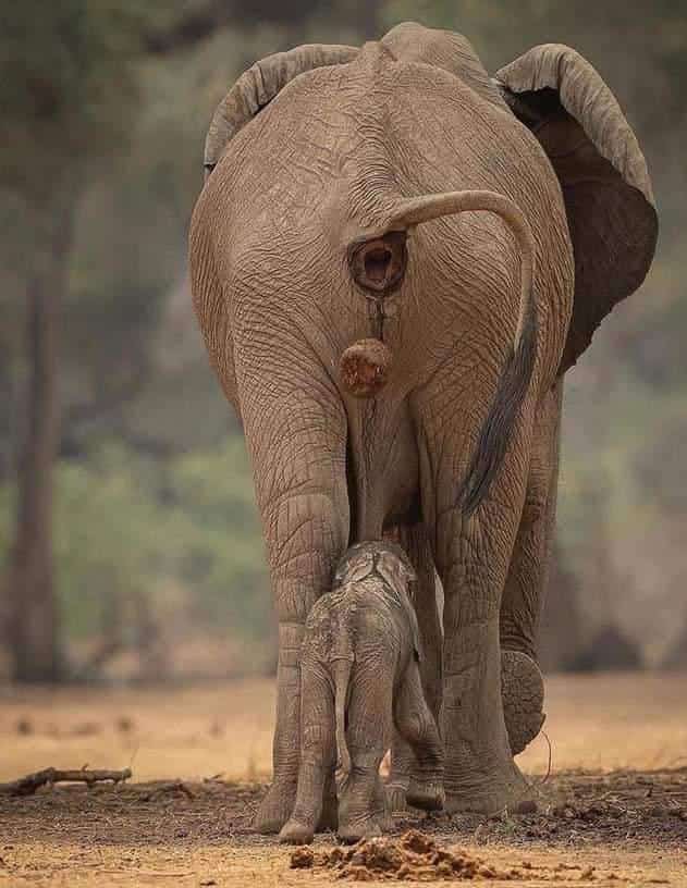 2DAYS TARANGIRE AND NGORONGORO TOUR